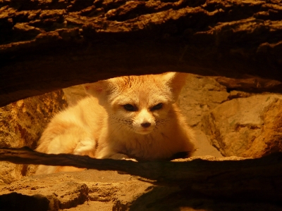 Foto Cachorro animal jardim zoológico construção