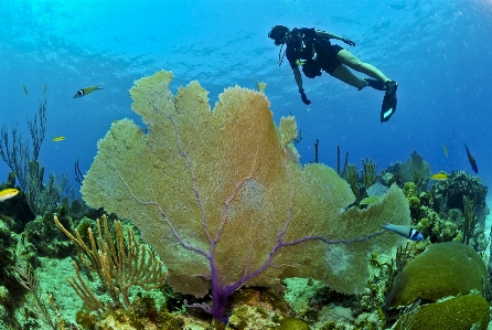 Sea water ocean diving Photo