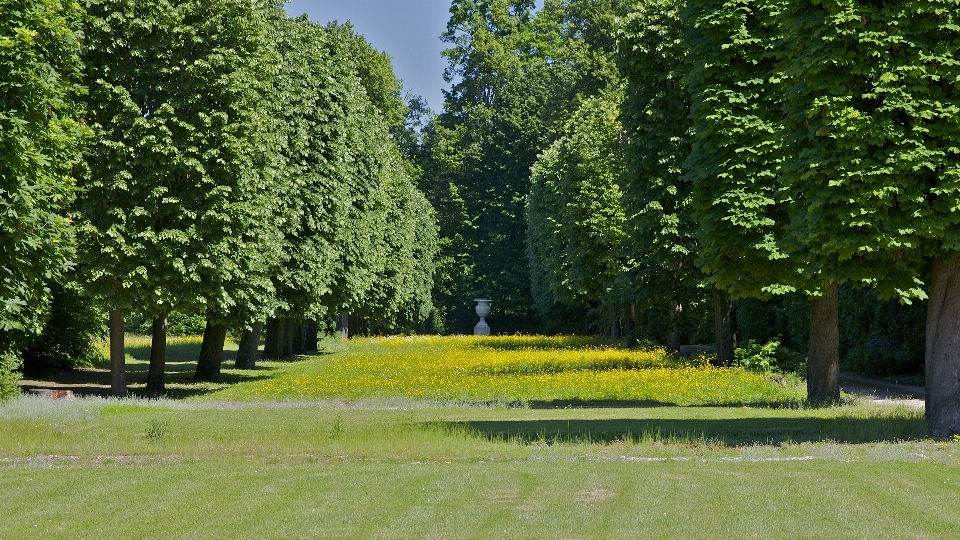 Paysage arbre nature forêt