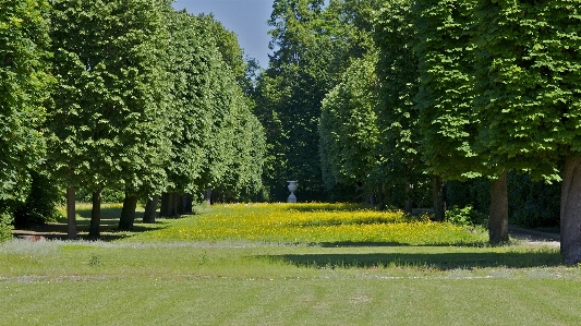 Landscape tree nature forest Photo