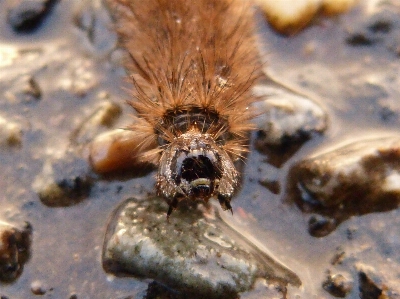 Winter animal insect moth Photo