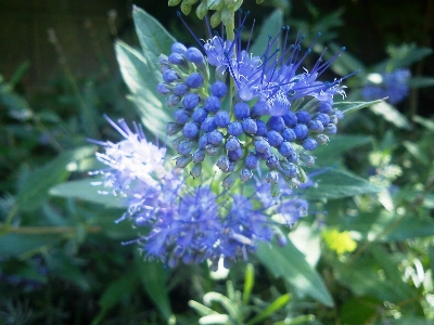 Foto Plantar prado
 flor erva