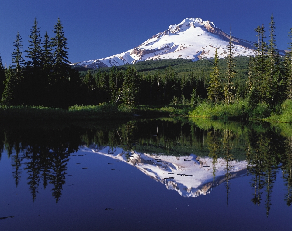 Paisaje árbol agua naturaleza