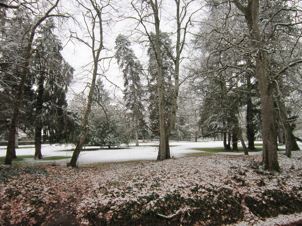 Paesaggio albero natura foresta