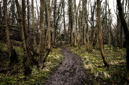 Foto Paesaggio albero natura foresta