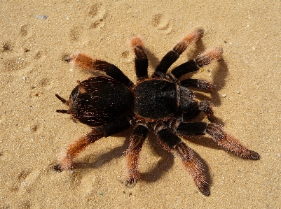 Foto Fauna invertebrata laba-laba takut