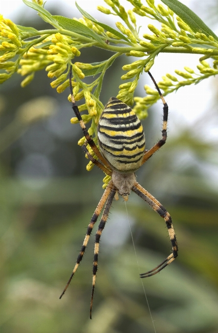 ветвь насекомое ботаника
 fauna