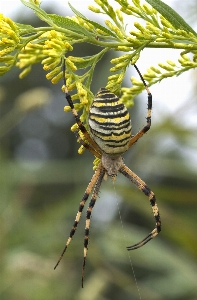 Foto Ramo insetto botanica
 fauna