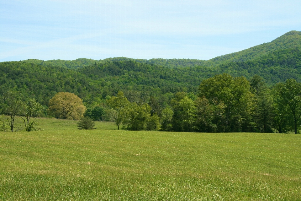 Landscape tree nature forest