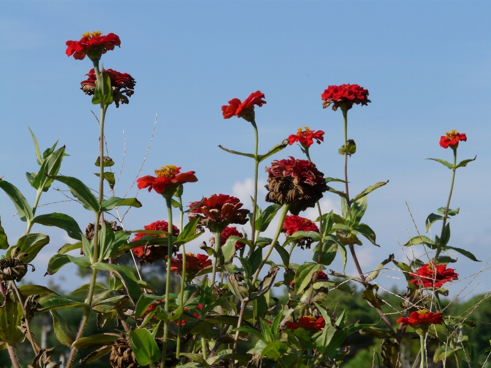 Tanaman padang rumput
 bunga merah