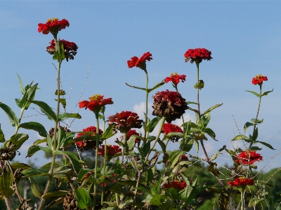 Anlage wiese
 prärie
 blume Foto