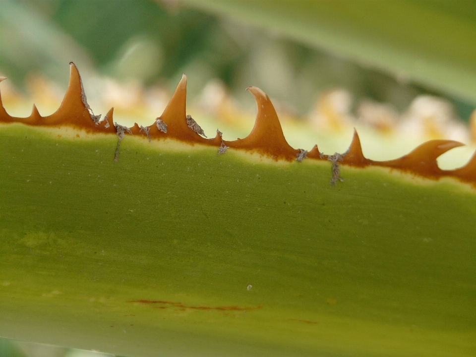 Natur sharp anlage blatt