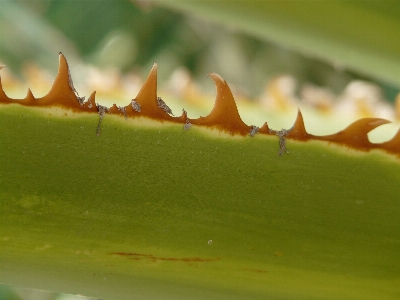 Nature sharp plant leaf Photo