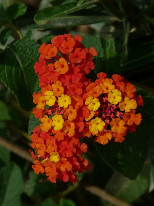 花 植物 咲く オレンジ