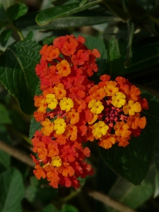 Blossom plant flower bloom Photo