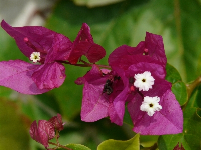 Nature blossom plant white Photo