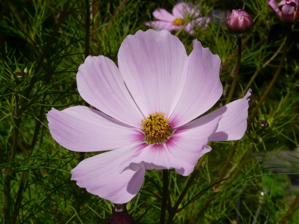 Florecer planta cosmos
 flor