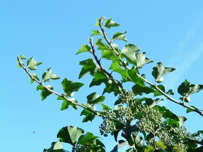 Foto Albero ramo fiore pianta