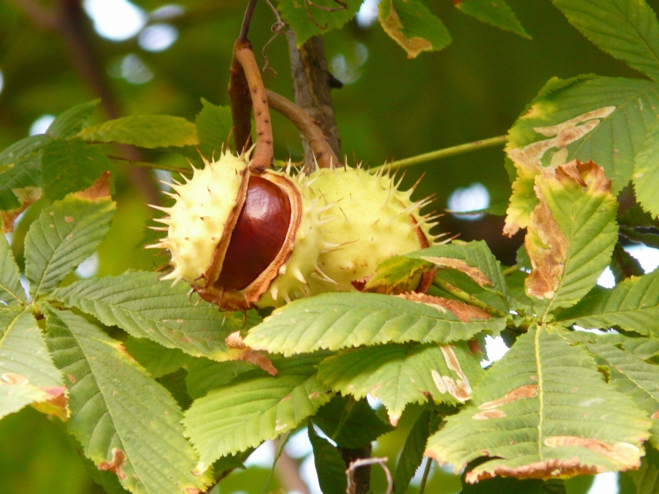 Baum natur zweig stachelig
