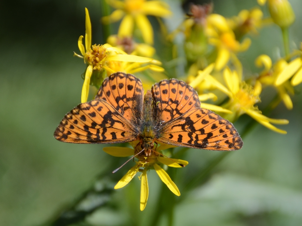 Nature aile fleur faune