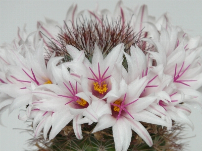 Blossom cactus plant white Photo