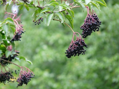 Tree branch blossom plant Photo