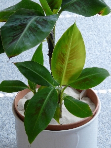 Plant leaf flower young Photo