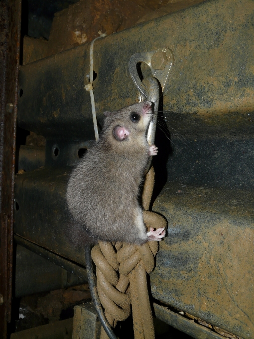 Animale carino pelliccia mammifero