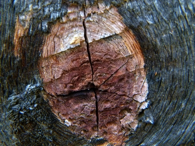 木 自然 rock 植物 写真