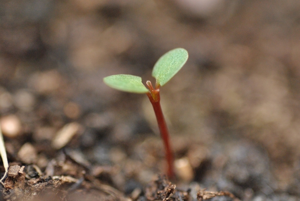 Albero natura pianta foglia