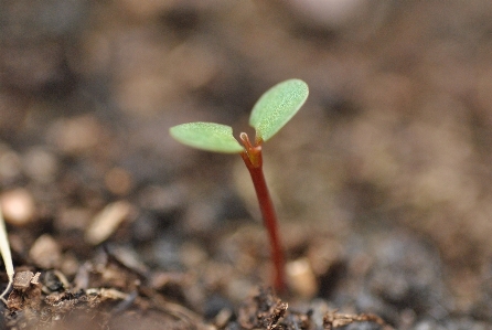 Tree nature plant leaf Photo