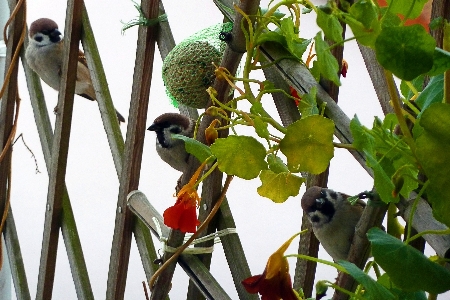 Zdjęcie Drzewo natura oddział zakład