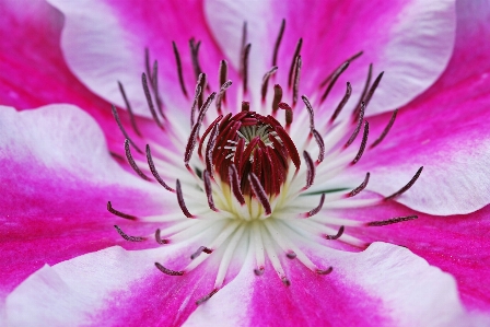 Blossom plant flower petal Photo