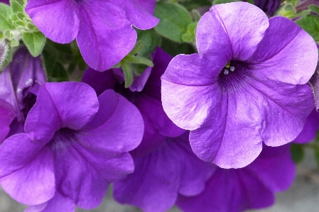 Nature outdoor blossom plant Photo