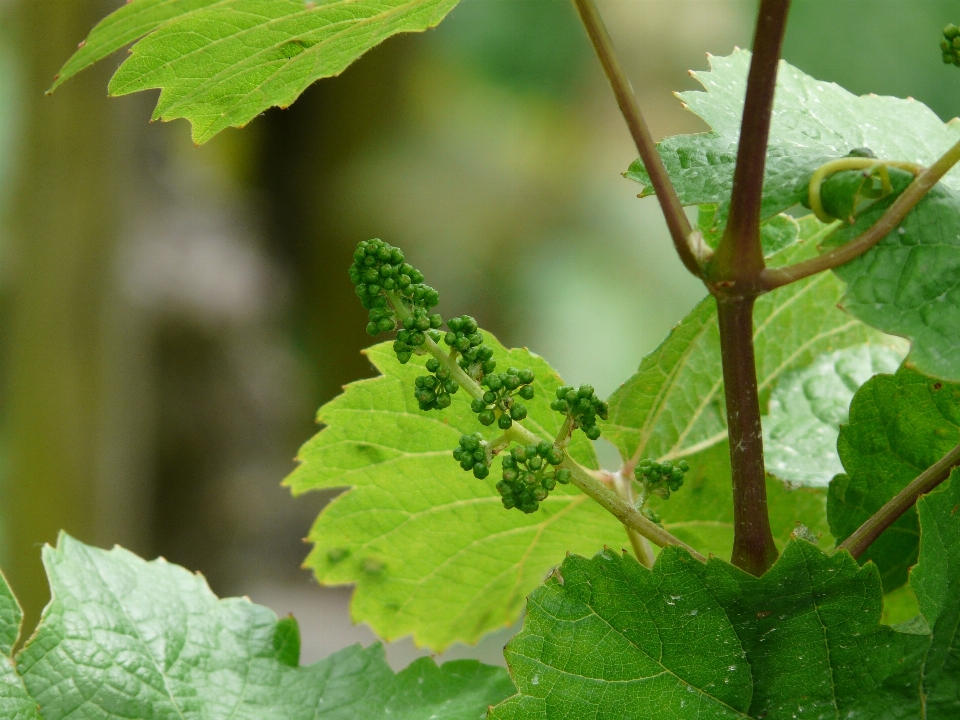 Bifurquer usine raisin vine