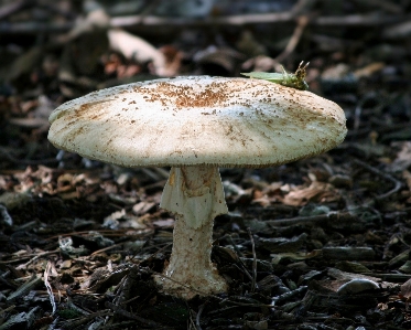 Photo Nature forêt croissance bois