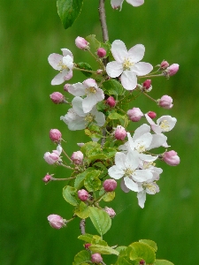 Tree branch blossom plant Photo