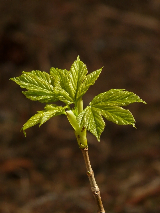 Albero natura foresta ramo