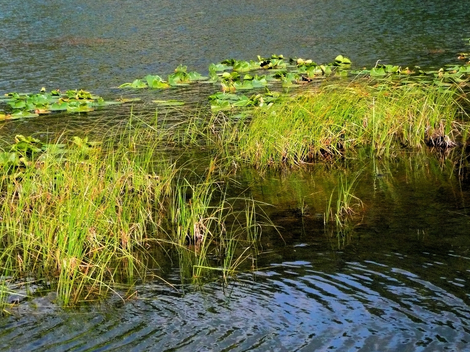 Landschaft baum wasser natur