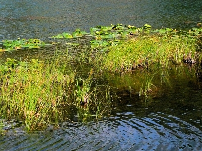 Foto Paesaggio albero acqua natura