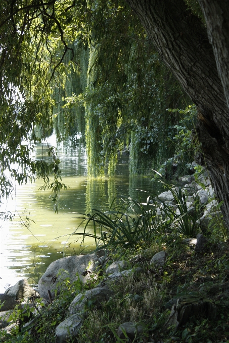 Albero acqua natura foresta