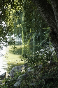 木 水 自然 森 写真