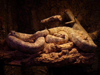 Foto Margasatwa reptil fauna menakutkan