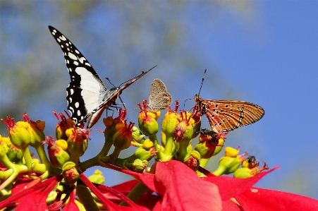 Photo Aile fleur insecte papillon