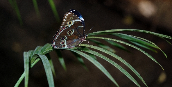 Foto Natureza fotografia folha flor