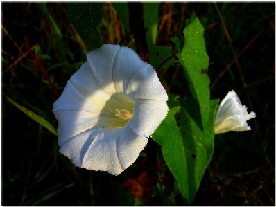 Nature blossom plant white Photo