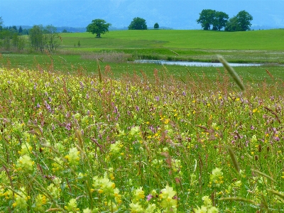 Grass plant field farm Photo