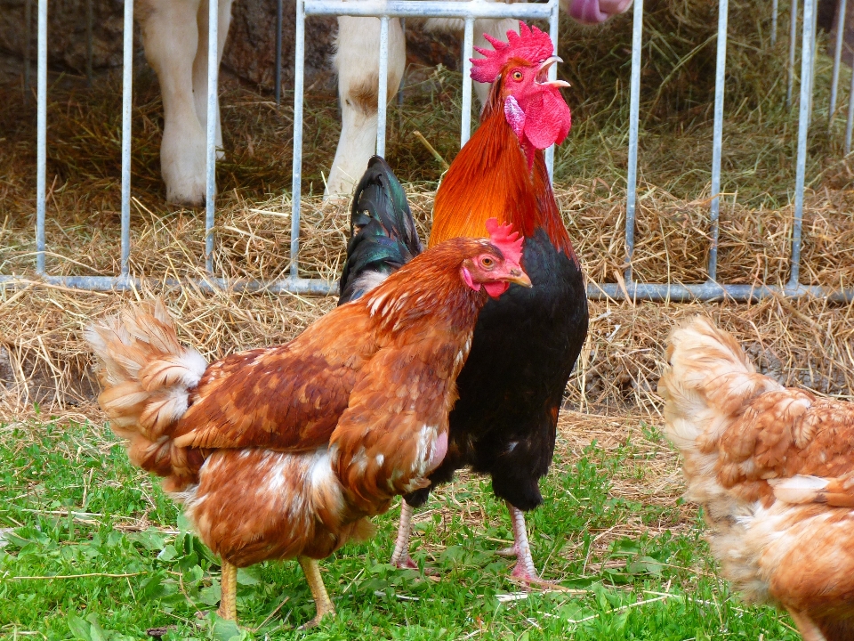 Uccello azienda agricola animale becco