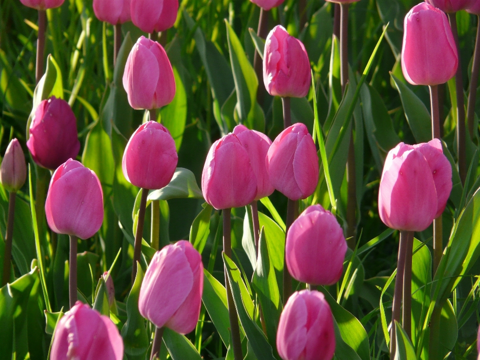 Usine fleur pétale tulipe