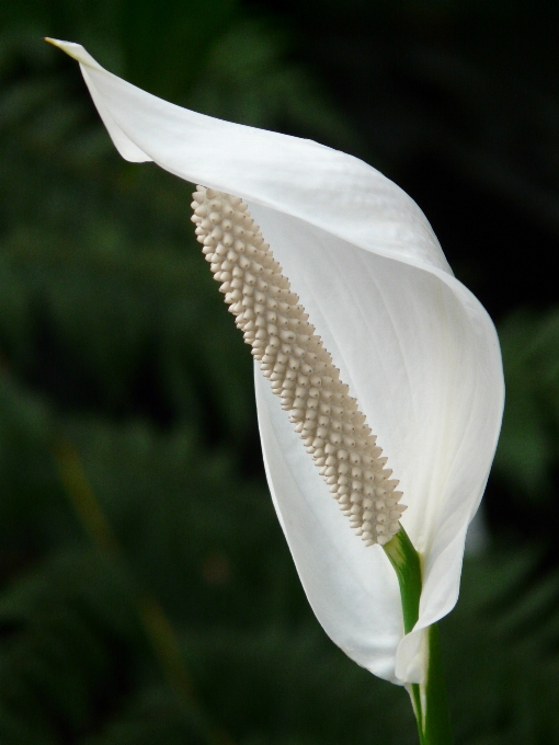 Nature blossom wing plant